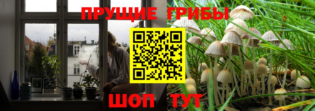 Галлюциногенные грибы GOLDEN TEACHER  Вход с VPN  Чехов  Галлюциногенные грибы мухоморы 